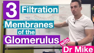 Filtration Membranes of Glomerulus | Renal System