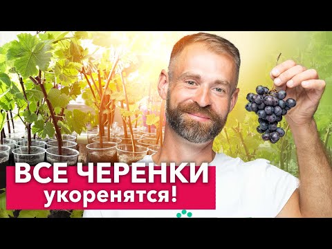 100 СПОСОБ УКОРЕНЕНИЯ ЧЕРЕНКОВ ВИНОГРАДА - всегда так делаю и результат отличный!