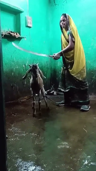 #bakraeid #eid #bakra #eidmubarak #goat #eiduladha #pakistan #qurbani #mandi #eidaladha