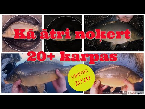 Video: Kā Noķert Lielu Karpu