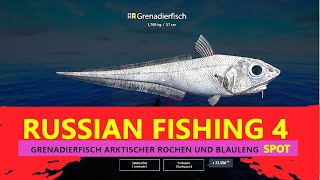 Russian Fishing 4 Nordmeer Spot Grenadierfisch Arktischer Rochen und Blauleng Set Up seltene Fische