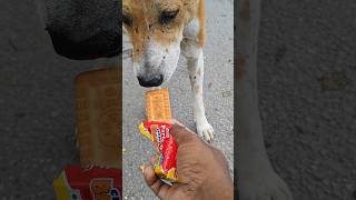 I don&#39;t love me vollg #youtube short# video#dogowner