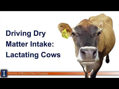 Driving dry matter intake on dairy farms
