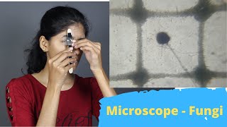 Microscope - Fungi | ThinkTac