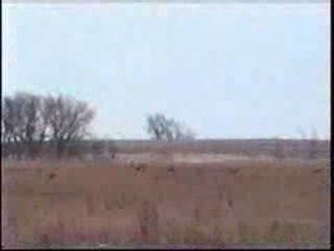 Clark County South Dakota Pheasant Flurry