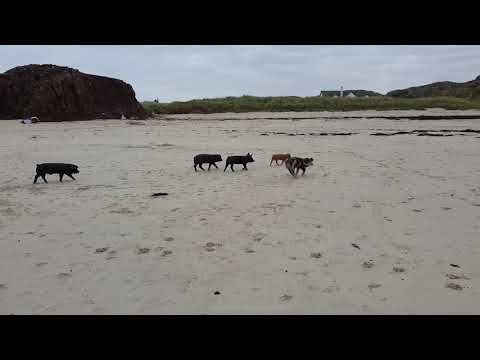 Escaped piglets caught frolicking on Scottish Beach