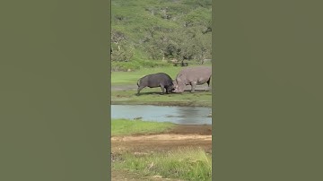 Although the African buffalo is very strong, it is still too weak in front of the rhino #animals