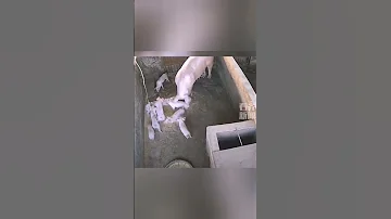 Суровая мамашка 🐖!! Чтобы поросята не дрались - решила вопрос радикально!!🐽😄