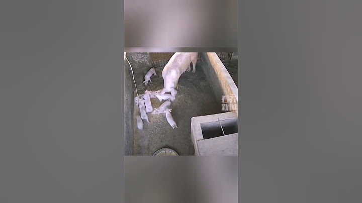 Суровая мамашка 🐖!! Чтобы поросята не дрались - решила вопрос радикально!!🐽😄