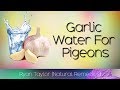 Garlic Water: for Racing Pigeons