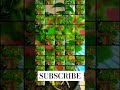 #flowering plant nature shot #shorts