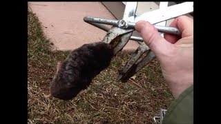 Kill Moles With EASY Traps, New Moles for 2014