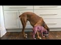 Boxer pup 1 year time-lapse