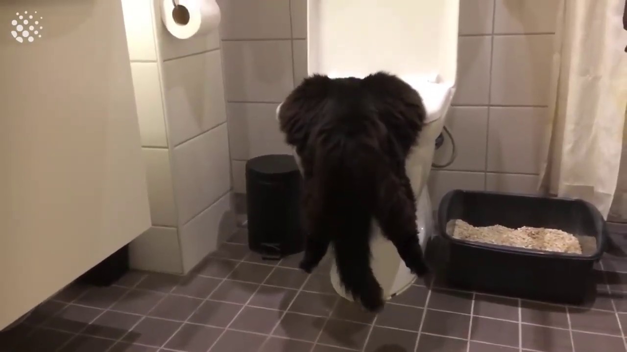 Hilarious Cat Viral Videos Cat Compilation 2019 - YouTube