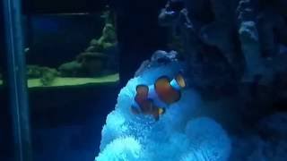 NEMO FAMILY WOO