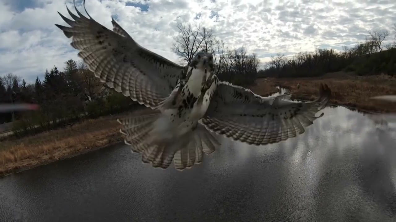 Hawk Attack Drone Fail