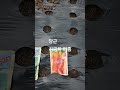 당근 시금치 파종(7월 21일)