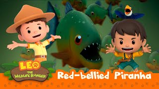 Red-Bellied Piranha | Is That a Water Monster?? | Leo the Wildlife Ranger | Animation for Kids