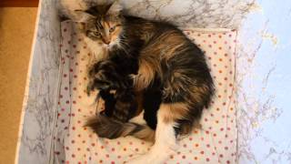 Bohemian Fluffy Furs Whoopi Met Kittens