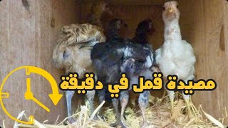 تربية الدجاج-كيف اصنع مصيدة قمل في دقيقة/how to make a trap of chicken’s lice in a minute
