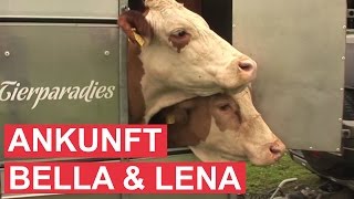 Gut Aiderbichl Moosfeldhof Kühe Bella und Lena
