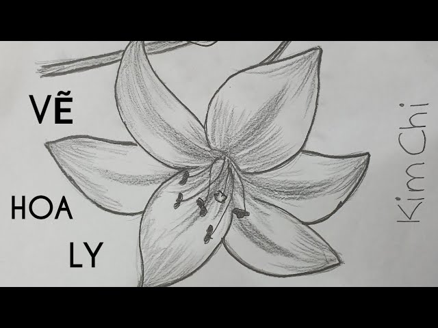 Cách Vẽ Hoa Ly Đơn Giản Bằng Bút Chì #5 - How To Draw Lily Flower With  Pencil Ll Kim Chi Art & Draw - Youtube