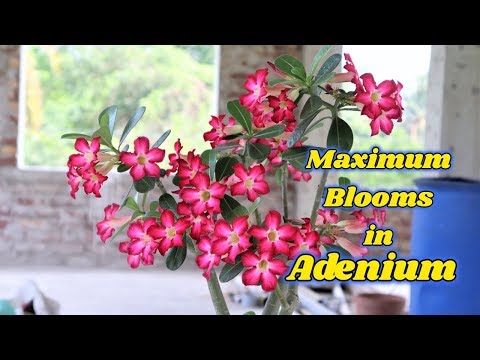 Video: Adenium (53 Photos): Caring For A Flower At Home, Soil For Growing 