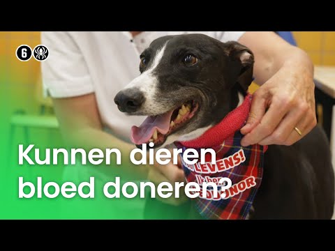 Video: Kunnen mensen bloed doneren aan dieren?