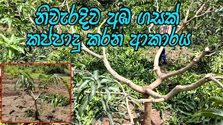 අඹ ගසක් නිවැරදිව කප්පාදු කරමු | How to Prune Mango Trees in Mango Cultivation |  අඹ වගාවේ කප්පාදුව