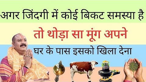 थोड़ी मूंग घर के पास इसको खिला दे सारी समस्या दूर होजाएंगी- Pandit pradeep ji Mishra