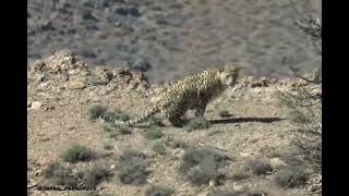 Iranian leopard of Golestan National Park