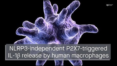 P2X7 activation can trigger IL-1β release by human macrophages in an NLRP3-independent manner