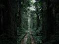 Satellite Images Reveal Pattern Beneath Dense Jungle Canopy