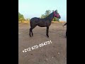 جوج جدعات وجوج ديال الجدوعه جعداد اوراق جوج جدعات وجوج ديال الجدوعه جعداد اوراق