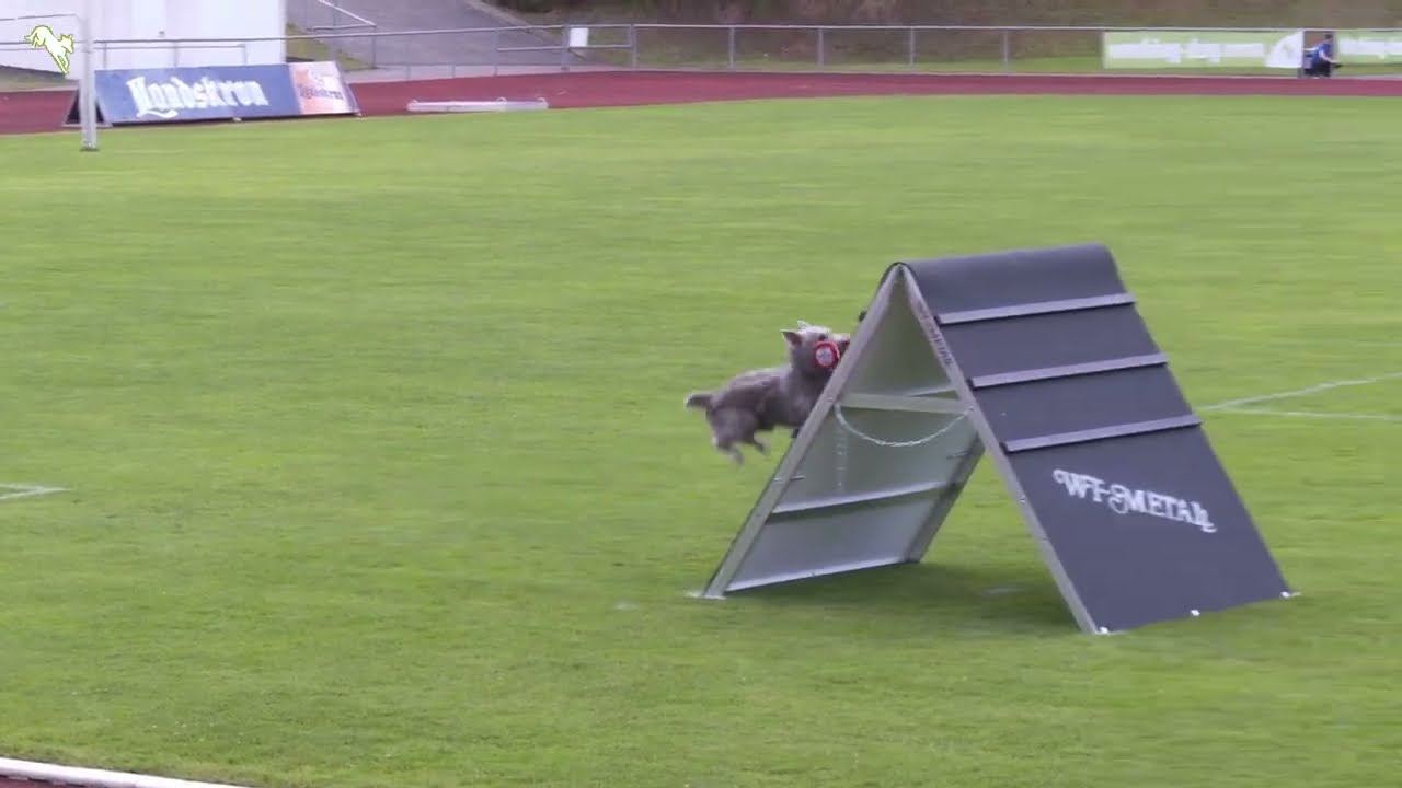 Hasenhirsch Gustl (7 Jahre) IGP3 Abt B Unterordnung mit 87 Punkten am 01.08.2025 bei der VDH DM 2025