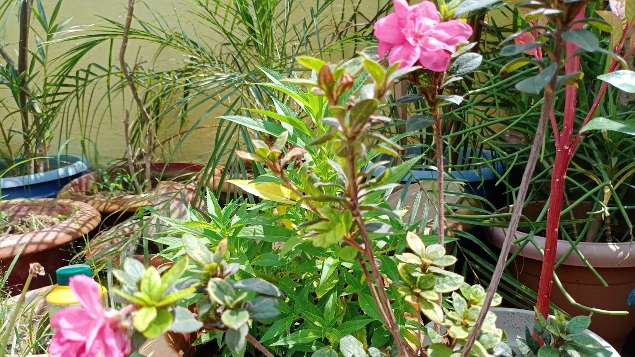Camellia or azalea plant ki dekhbhal kaise karen Archie Gardening