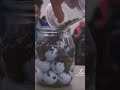 jar full WhatsApp status trending