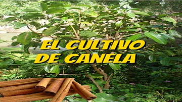 ¿De dónde es originaria la canela?