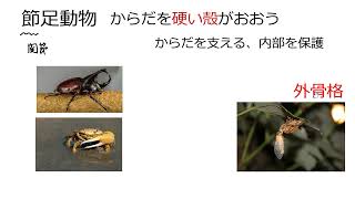 3. 節足動物(サムネイル画像)