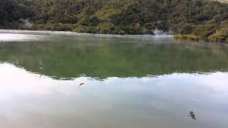 Nz Fantails Flying With Swallows