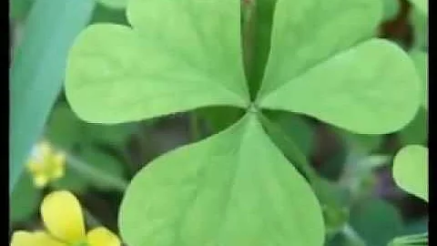 零極限─創造健康 平靜與財富的夏威夷療法.flv - 天天要聞