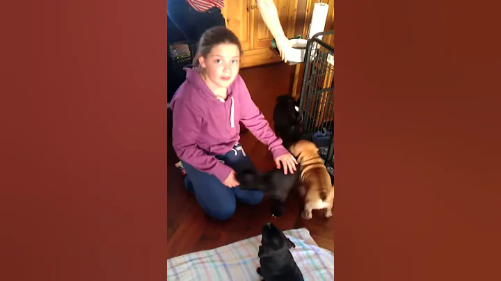 Picking New puppy staffy