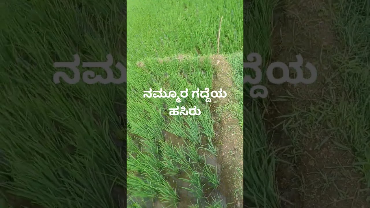 ಹಸಿರು ಮಂಡ್ಯ. 