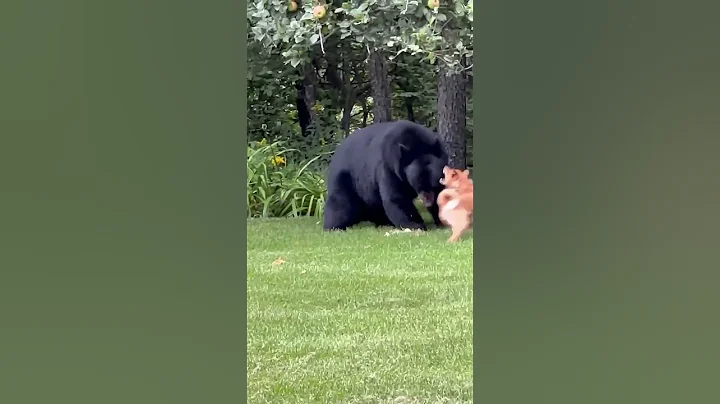 Lucky It Wasn't Brown #natureismetal #keepnaturemetal #blackbear #canines