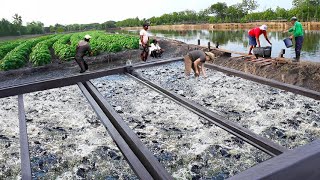 Tilapia and Catfish Farming: A MillionDollar Industry! How to Succeed in Fish Farming!