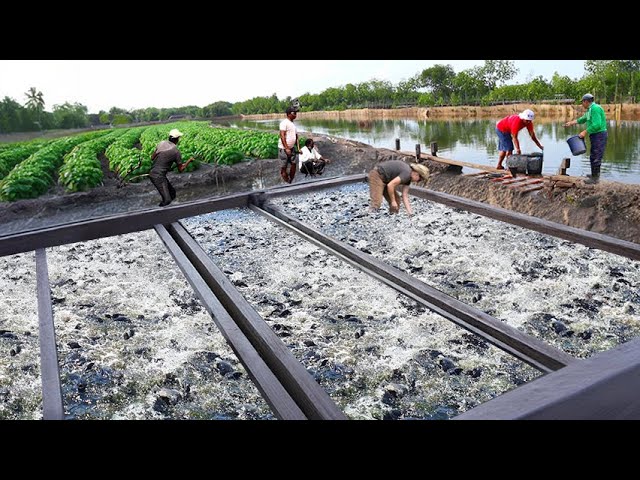 Tilapia and Catfish Farming: A Million-Dollar Industry! How to Succeed in Fish Farming! class=