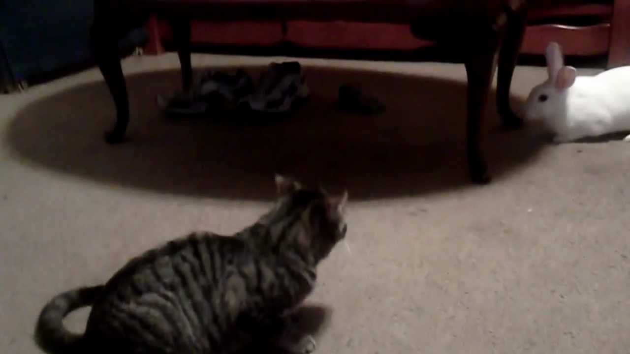 bunny chases cat - YouTube