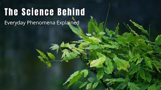 The Science Behind Everyday Phenomena Explained | Knowledge Nest |