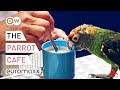 Drinking Coffee, Singing And Playing With Parrots - Parrot Café Bochum, Germany