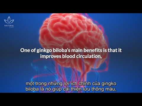 Video: Lợi ích của Ginkgo Biloba - Mẹo Trồng Cây Bạch quả